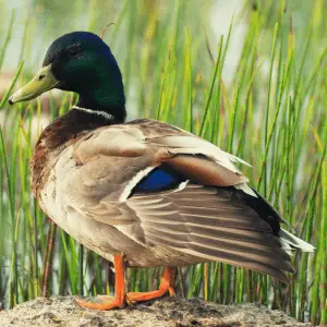 Duck Category Image