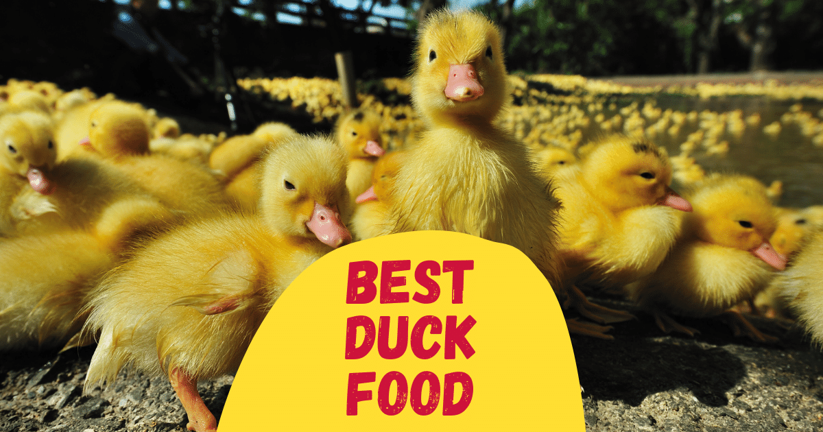 7 Best Duck Food in 2023 [Reviewed] The Poultry Feed