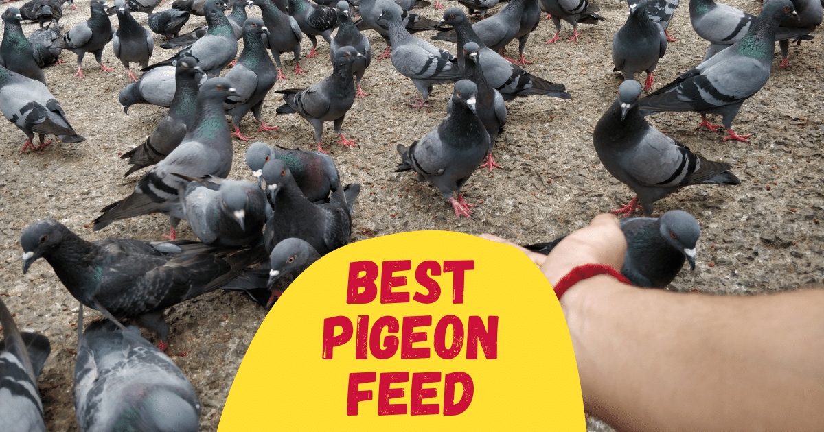7 Best Pigeon Feed in 2023 [Reviewed] The Poultry Feed