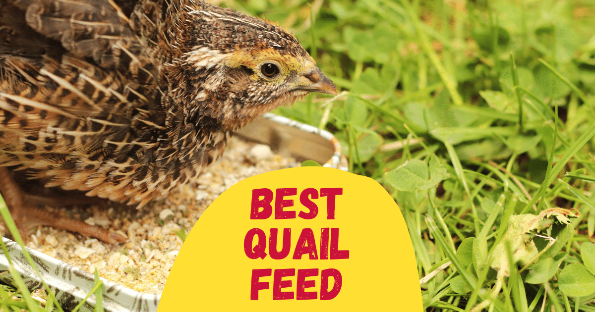 5-best-quail-feed-in-2023-reviewed-the-poultry-feed