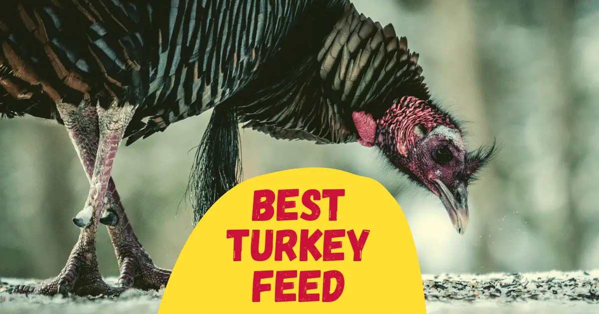 8 Best Turkey Feed in 2023 [Reviewd] The Poultry Feed