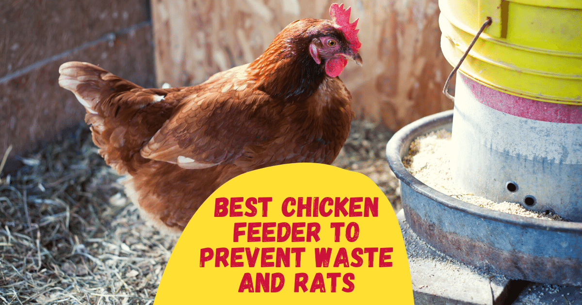 6 Best Chicken Feeder to Prevent Waste and Rats [Reviewed]