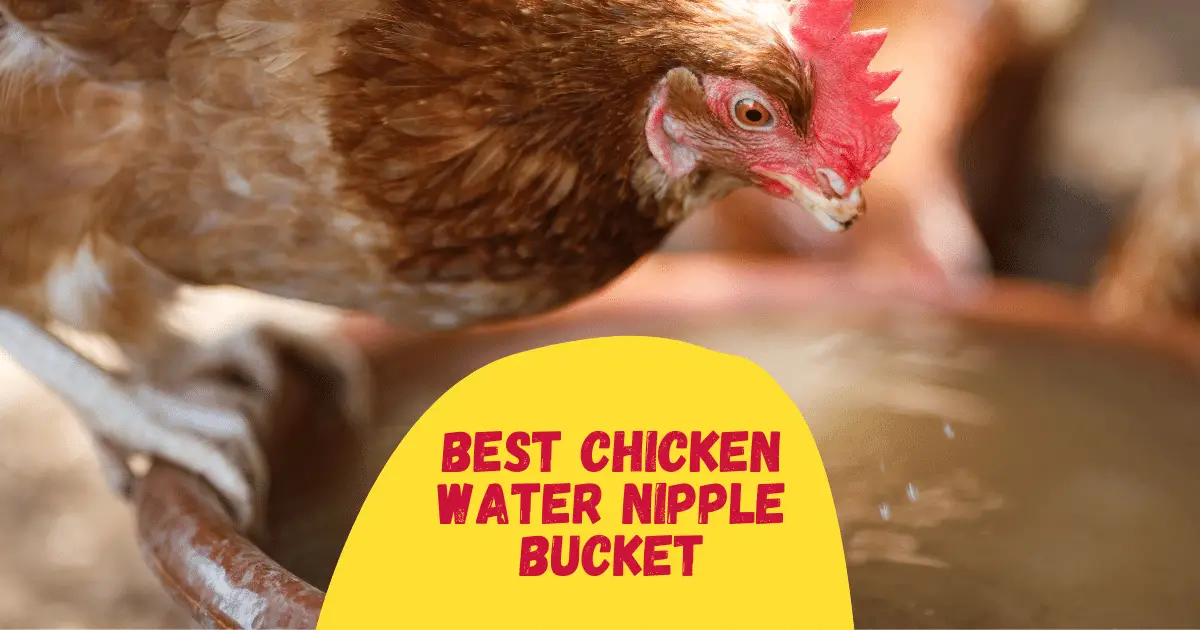 6 Best Chicken Water Nipple Bucket The Poultry Feed