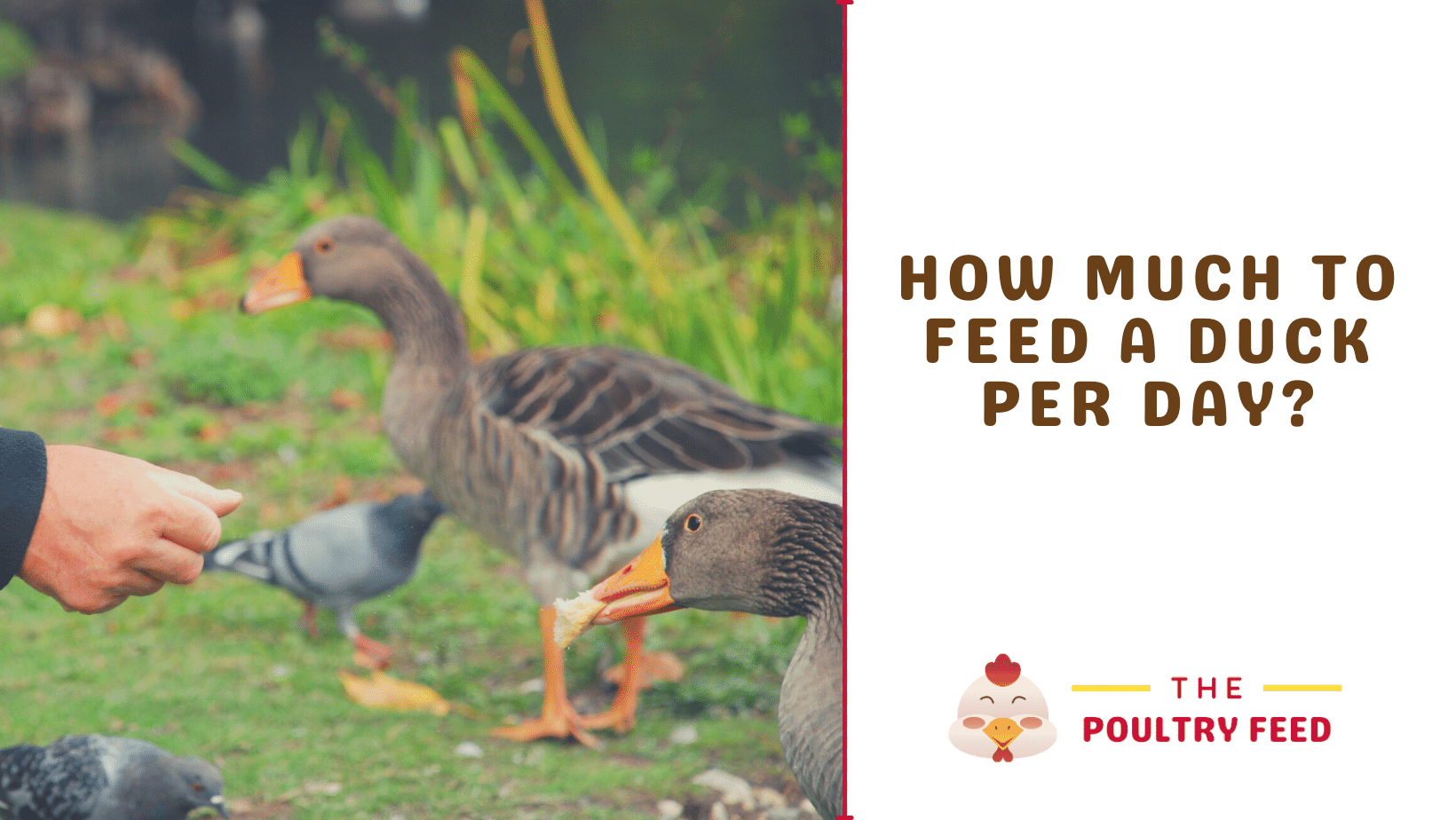 How much to feed a duck per day? The Poultry Feed