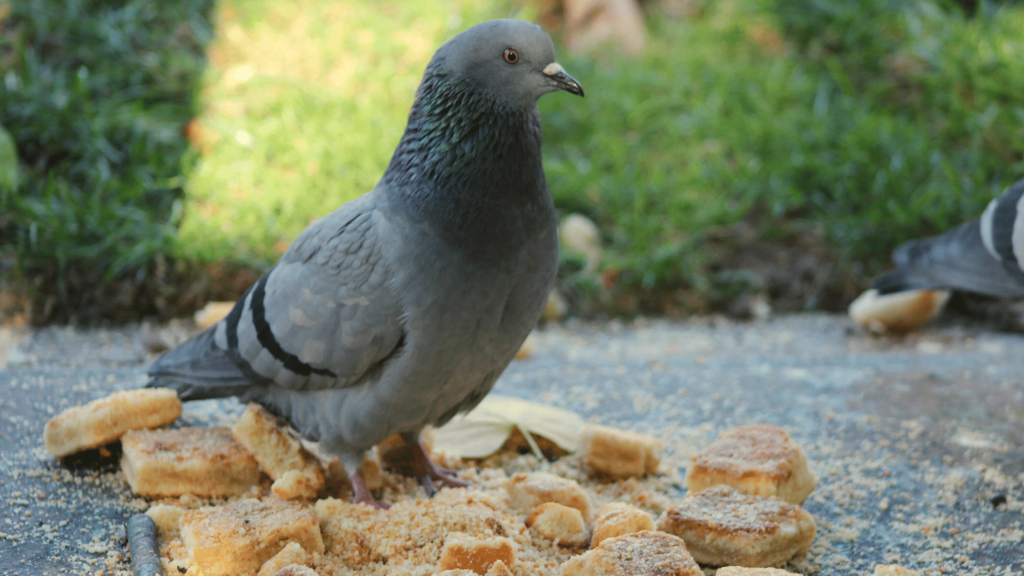 What to feed pigeons in summer
