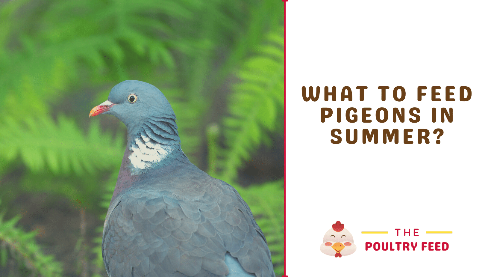 What to feed pigeons in summer? Make it easy. The Poultry Feed