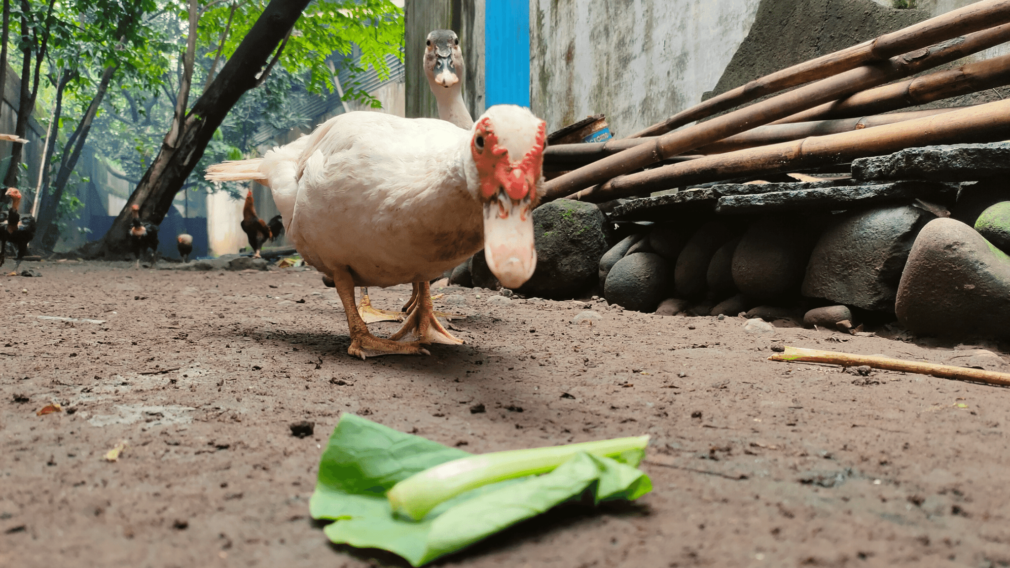 How much to feed a duck per day? The Poultry Feed