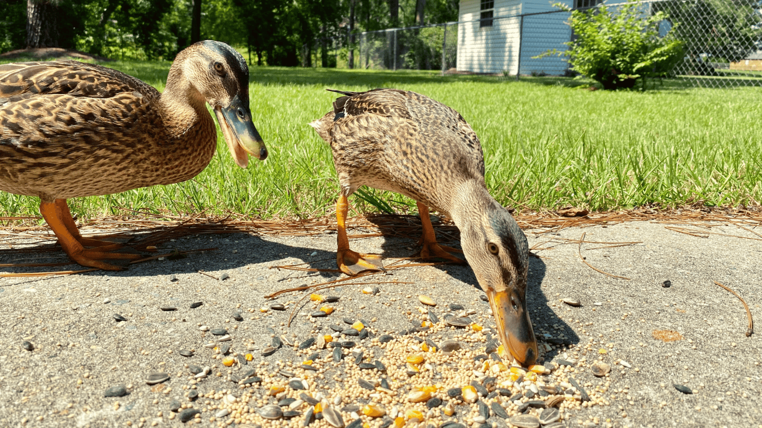 How much to feed a duck per day? The Poultry Feed