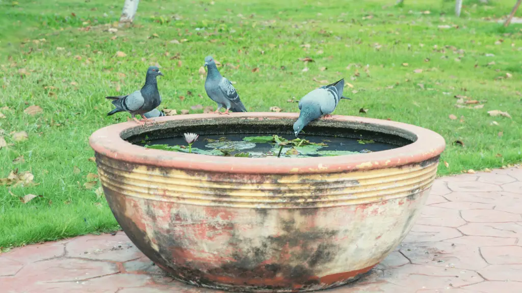 How much does a pigeon eats per day