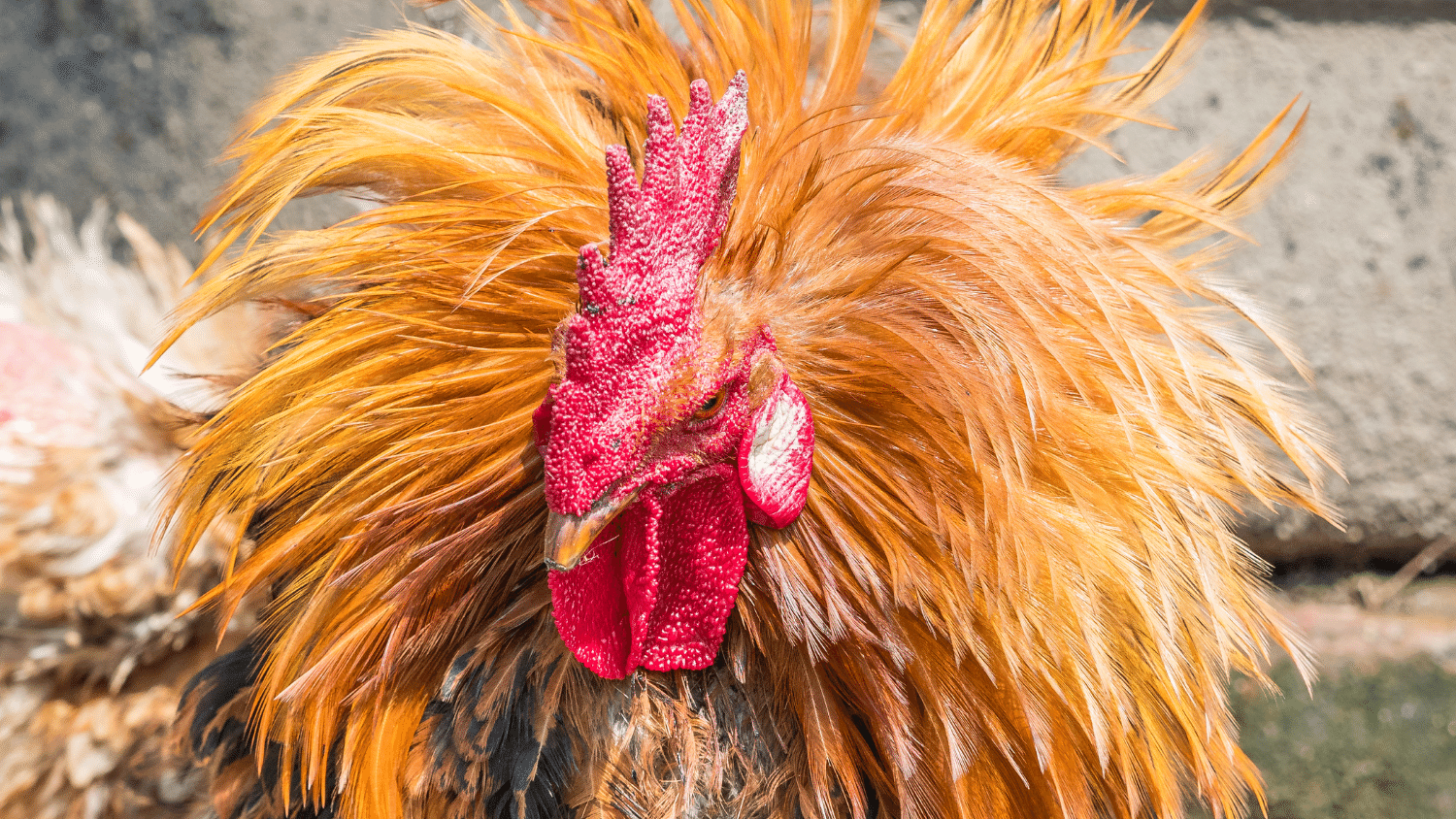 How To Make A Rooster Fight Better? - The Poultry Feed