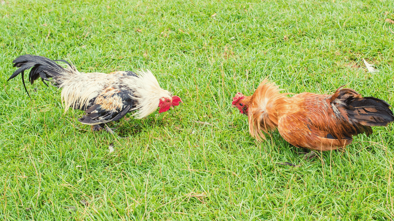 How To Make A Rooster Fight Better? The Poultry Feed