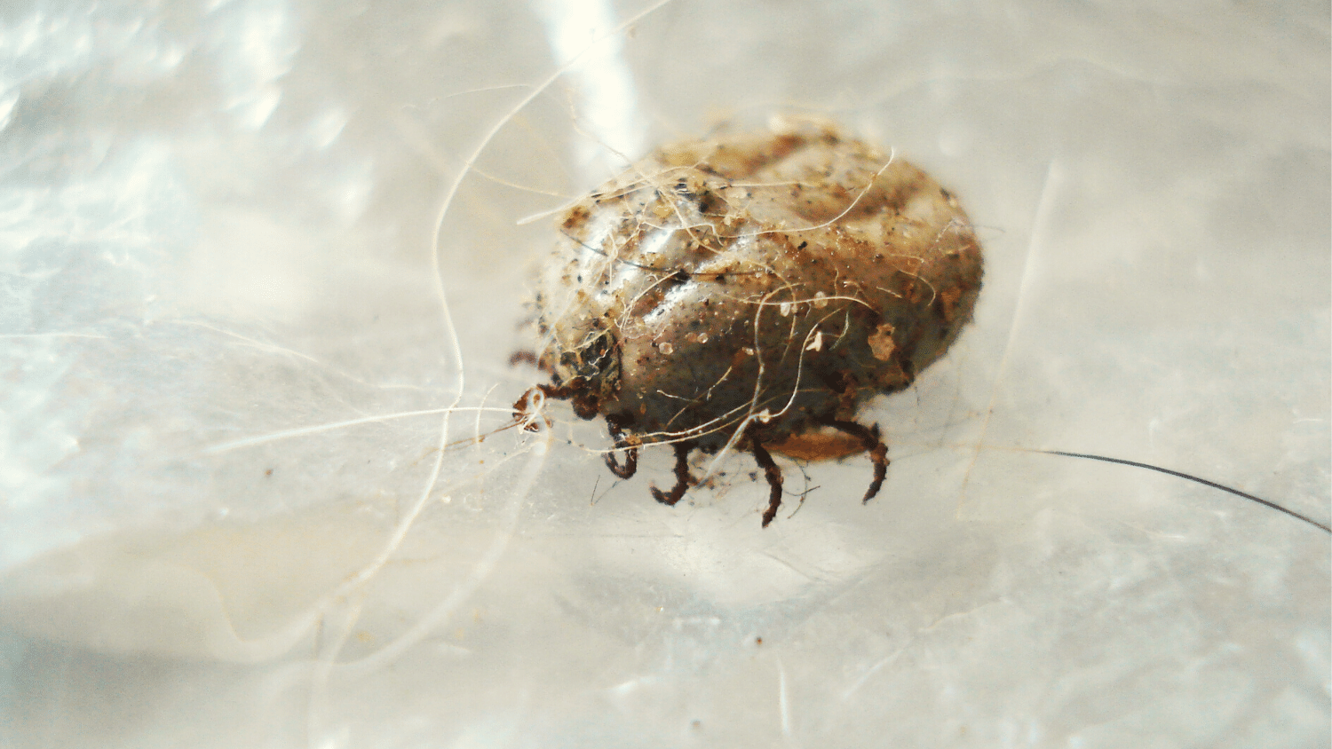 Pigeon Mites Symptoms, Treatment and Prevention The Poultry Feed