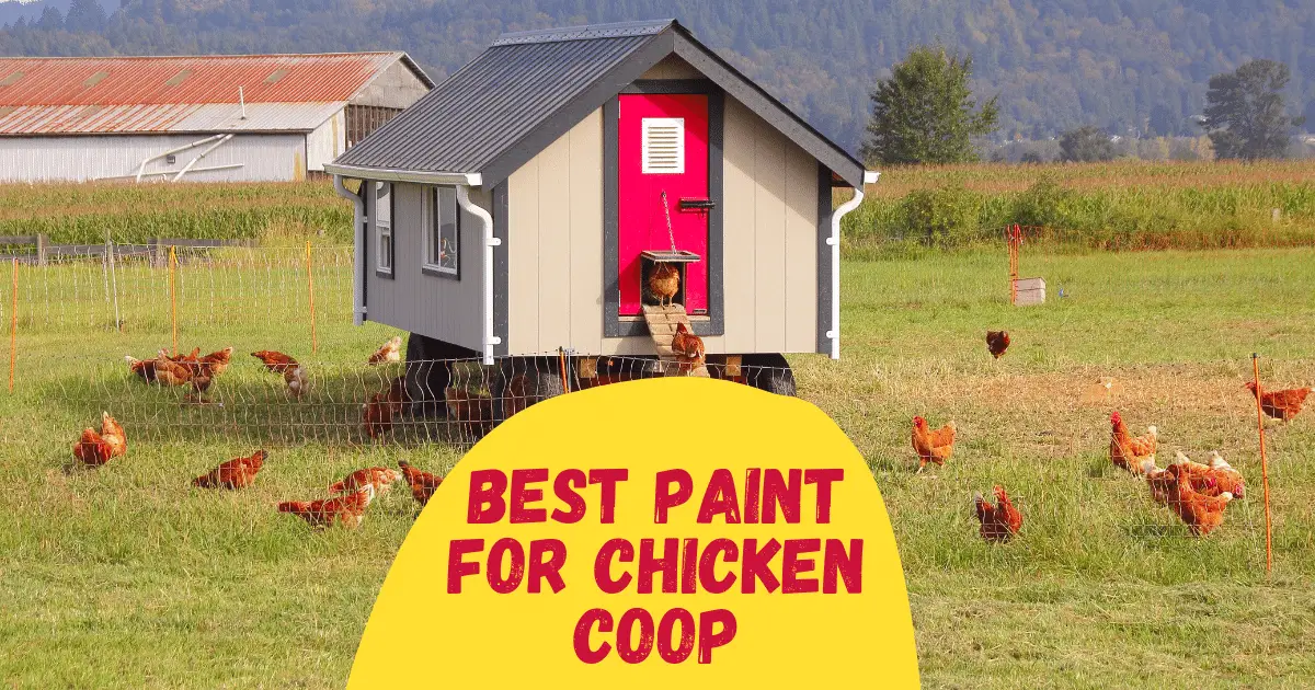 5 Best Paint for Chicken Coop in 2023 - Best Paint For Chicken Coop