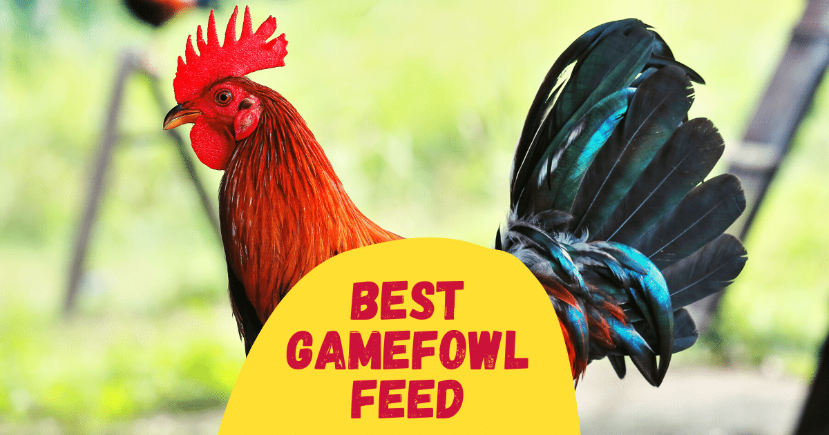 6 Best Gamefowl Feed in 2022 [Reviewed] The Poultry Feed