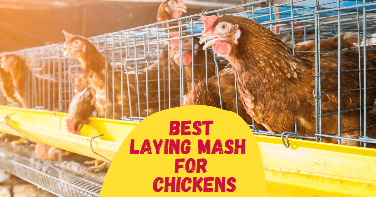 6-best-laying-mash-for-chickens-in-2023-the-poultry-feed