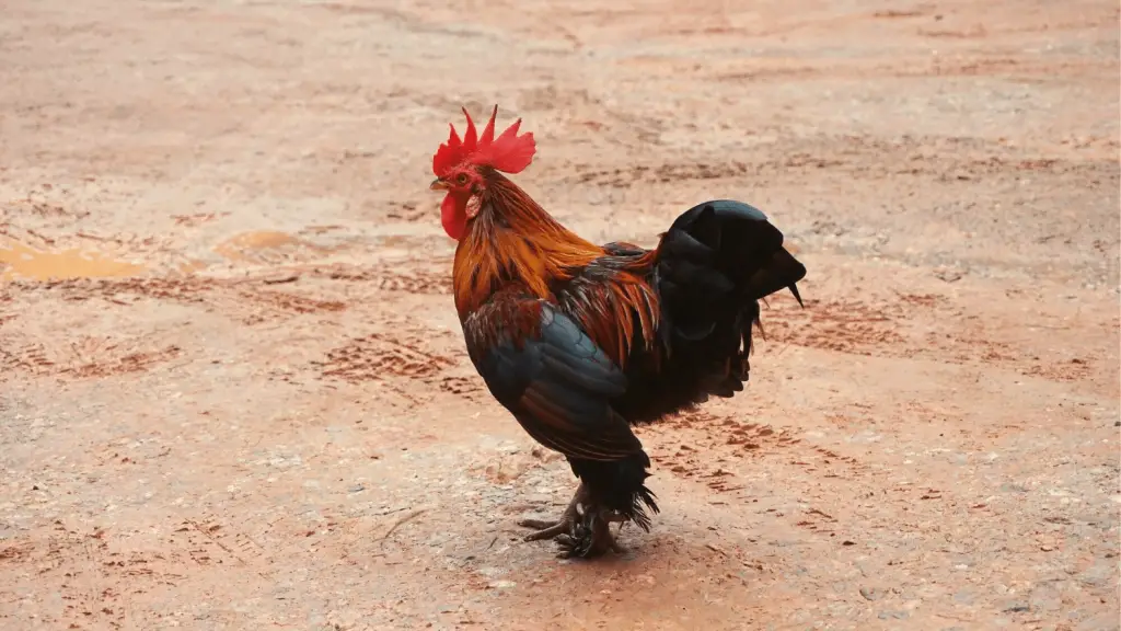 How to Prepare Rooster For Fight