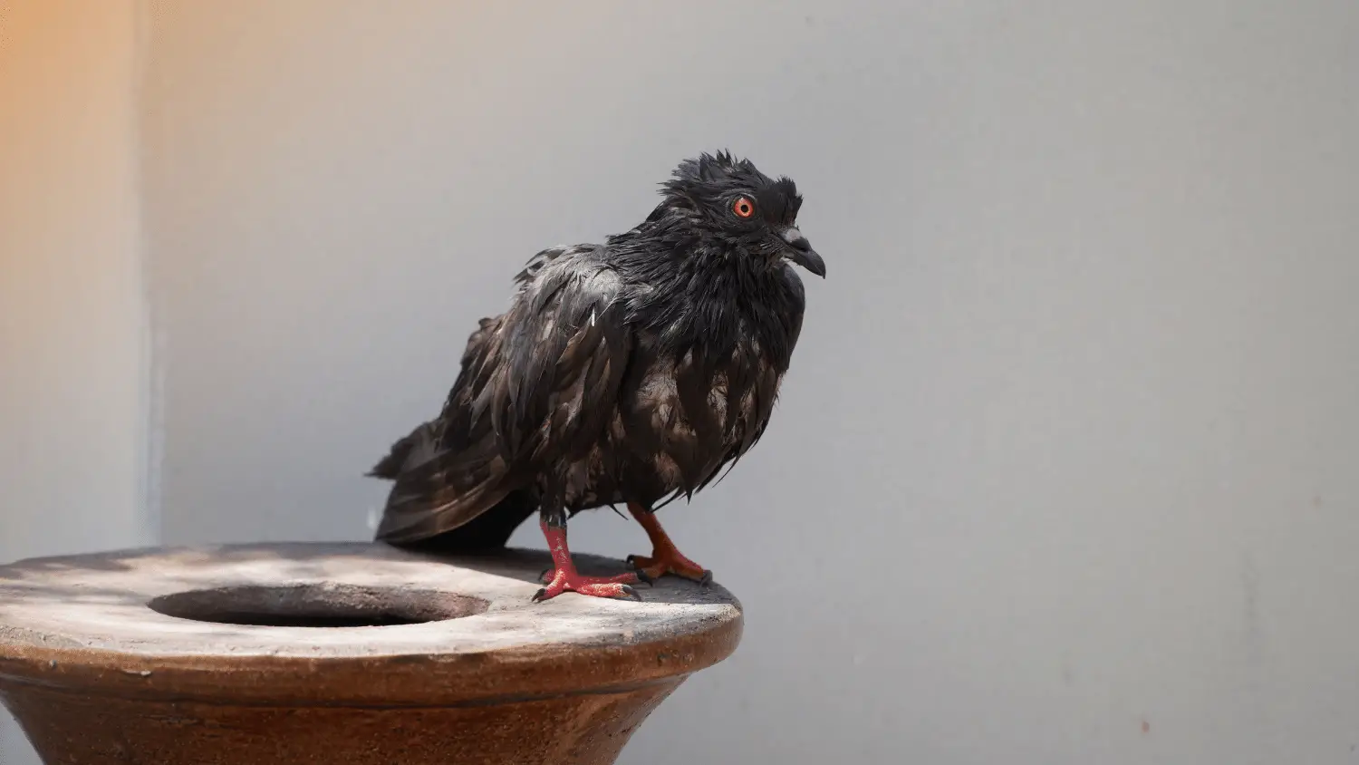 Pigeon Diseases to Humans