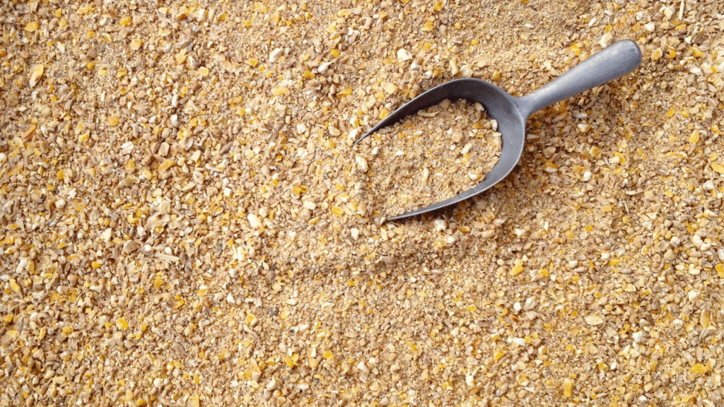 6 Best Laying Mash for Chickens in 2021 The Poultry Feed