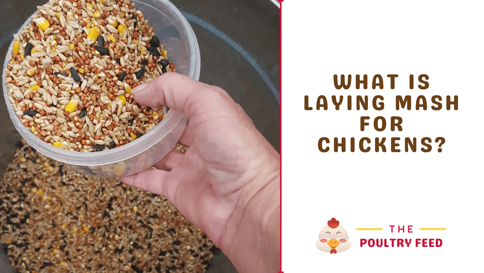 What Is Laying Mash For Chickens Crazy Benefits The Poultry Feed