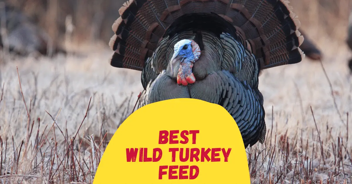 6 Best Wild Turkey Feeds in 2023 - The Poultry Feed