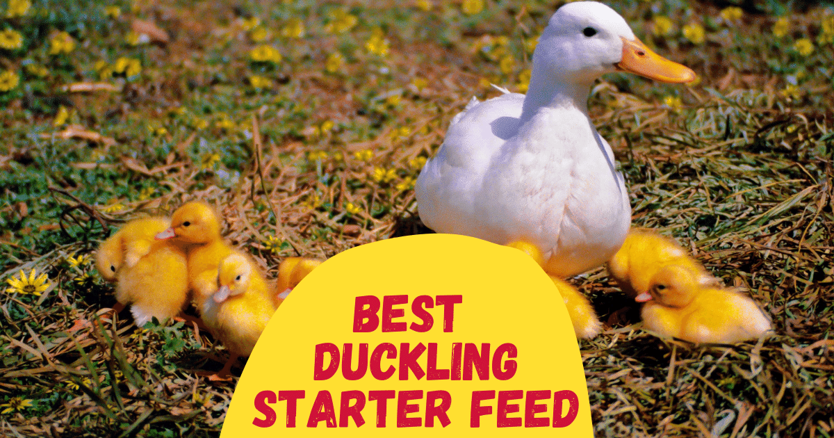 7 Best Duckling Starter Feed in 2024 [Reviewed] The Poultry Feed