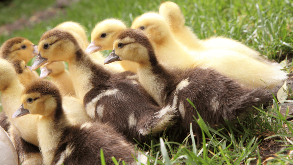 What to feed ducklings