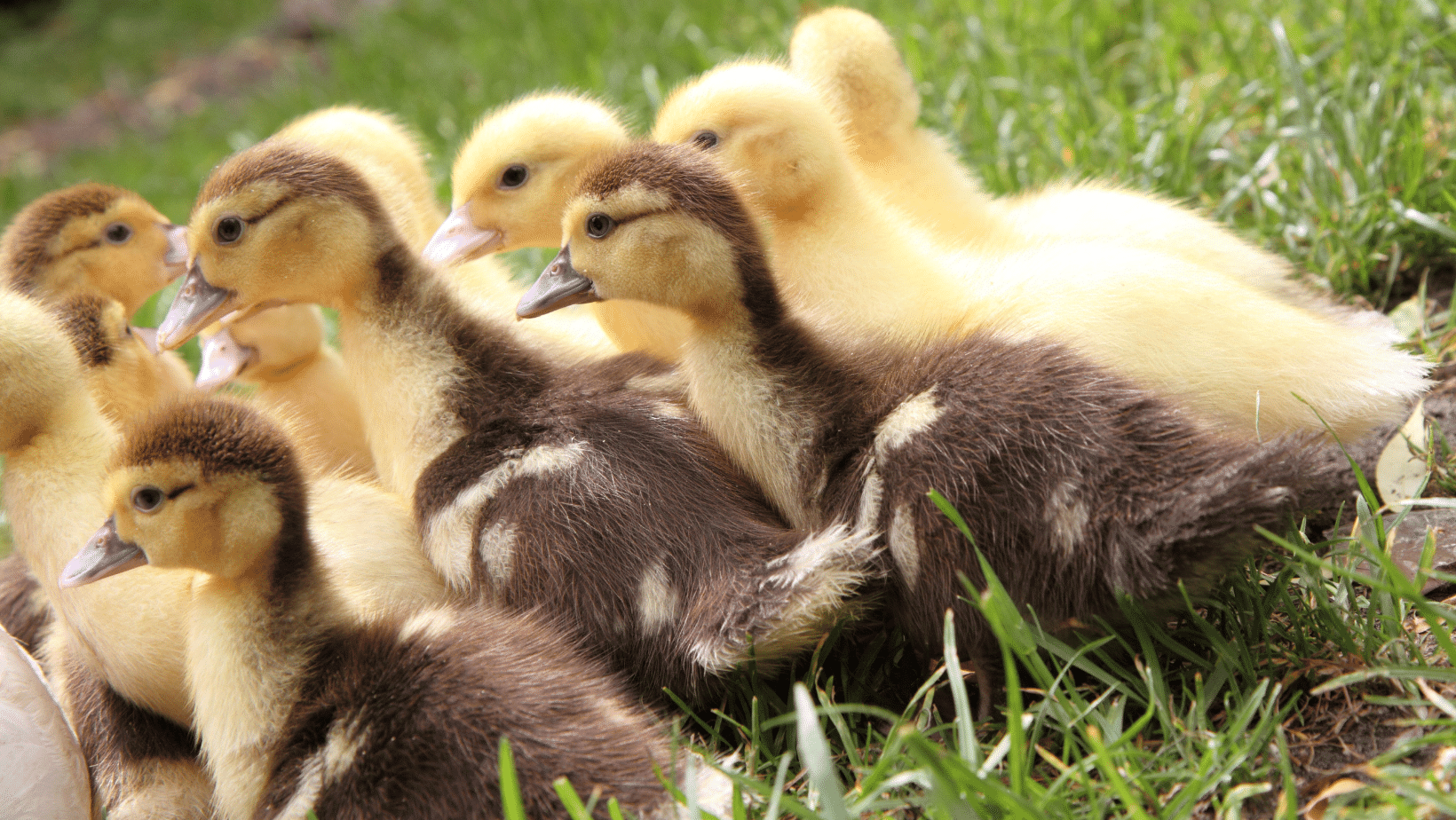 What to Feed Ducklings: Providing Proper Nutrition