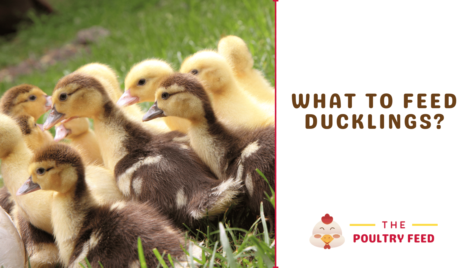 What to Feed Ducklings Providing Proper Nutrition
