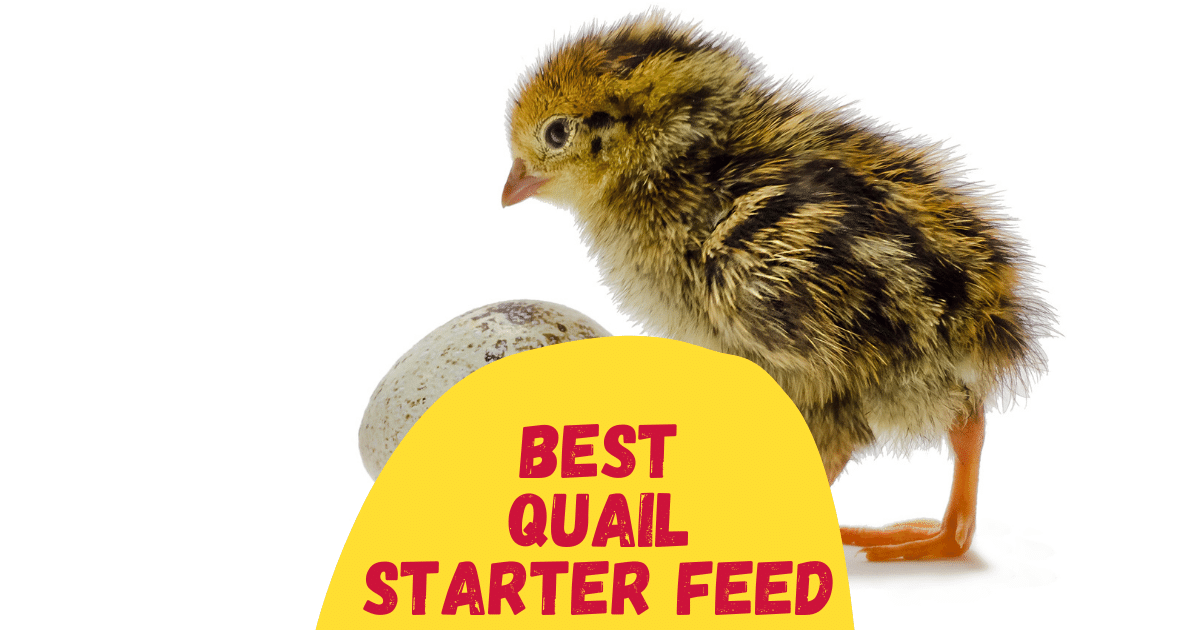 4 Best Quail Starter Feed in 2024 The Poultry Feed