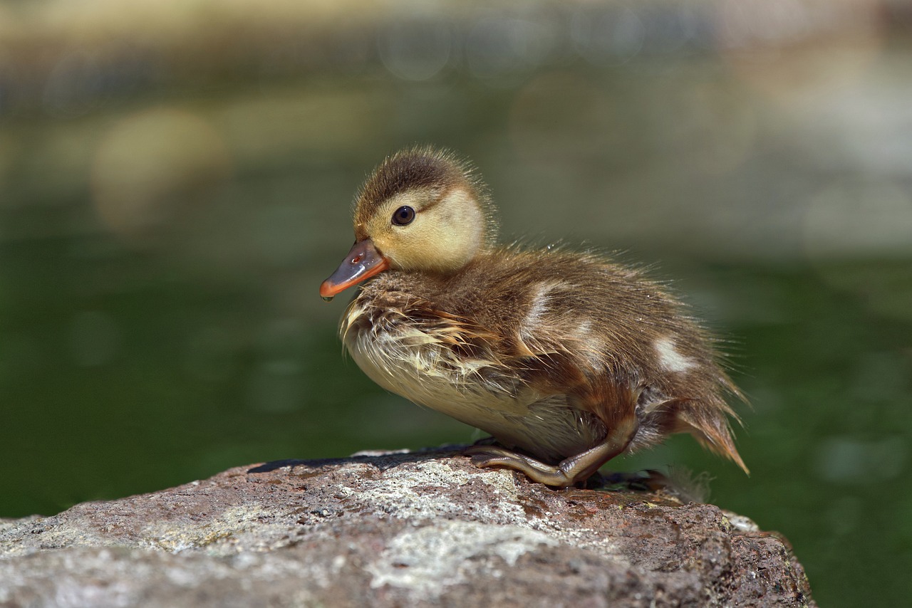 What to Feed Ducklings