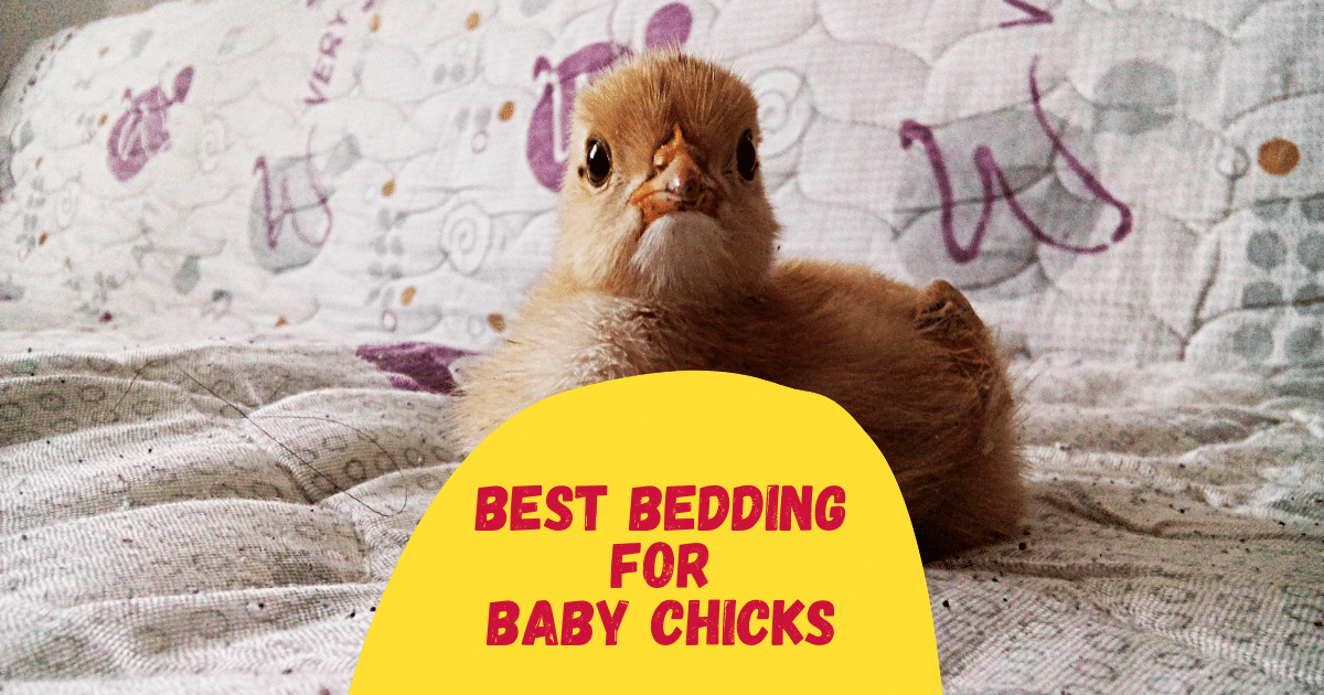 Best Bedding For Baby Chicks 