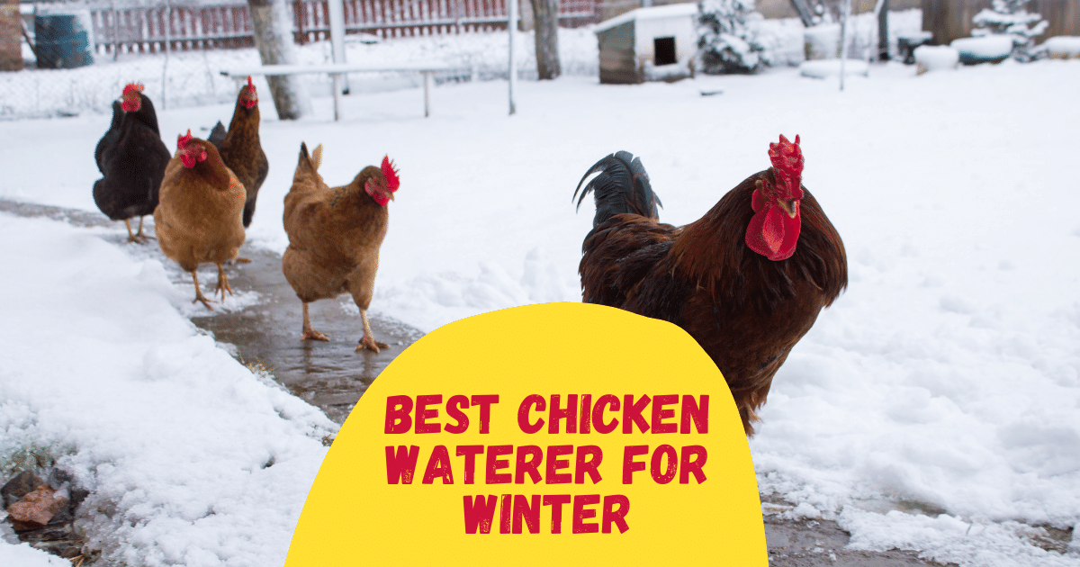 4 Best Chicken Waterer for Winter in 2023 The Poultry Feed