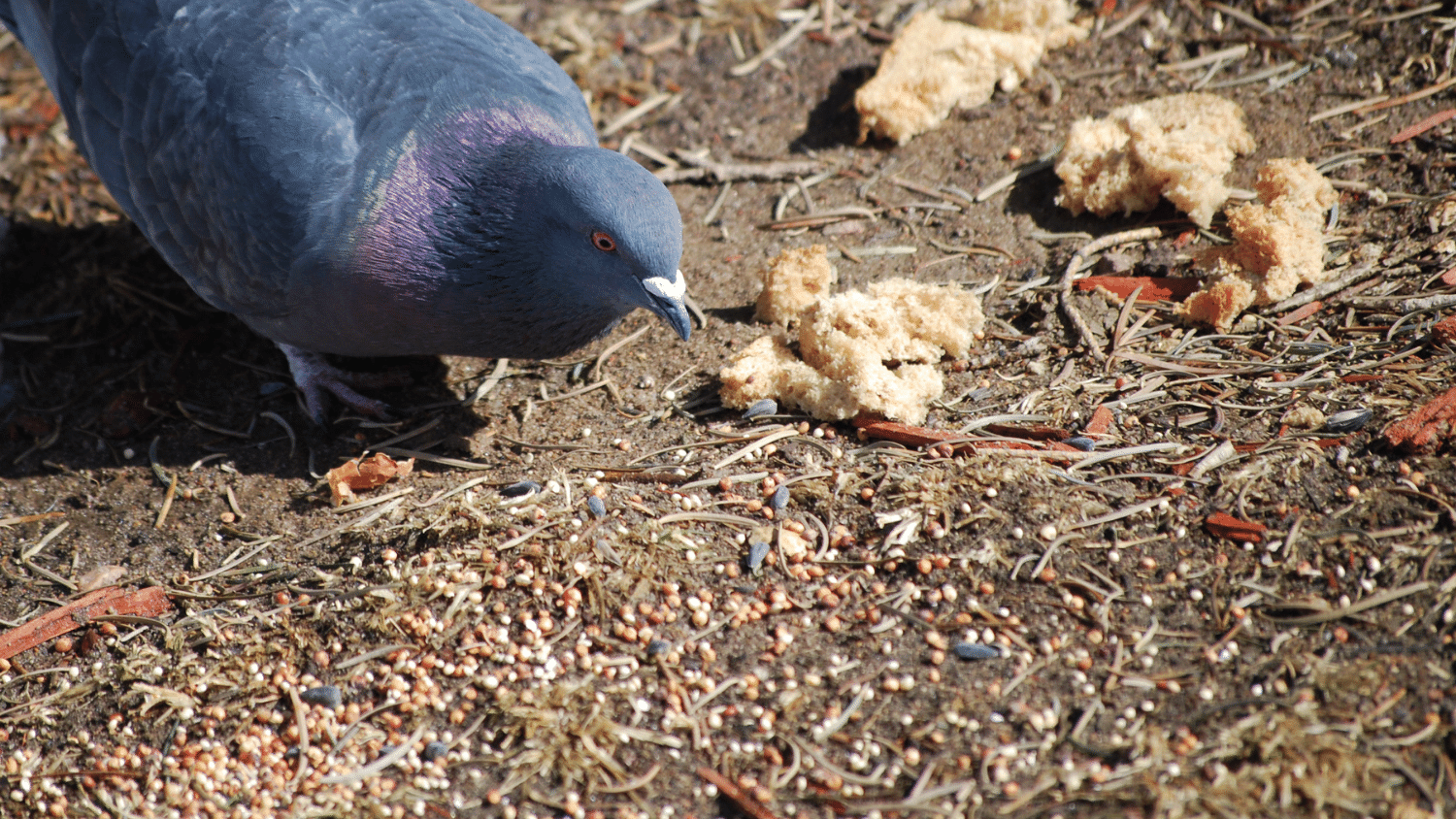 What Seeds do Pigeons Eat