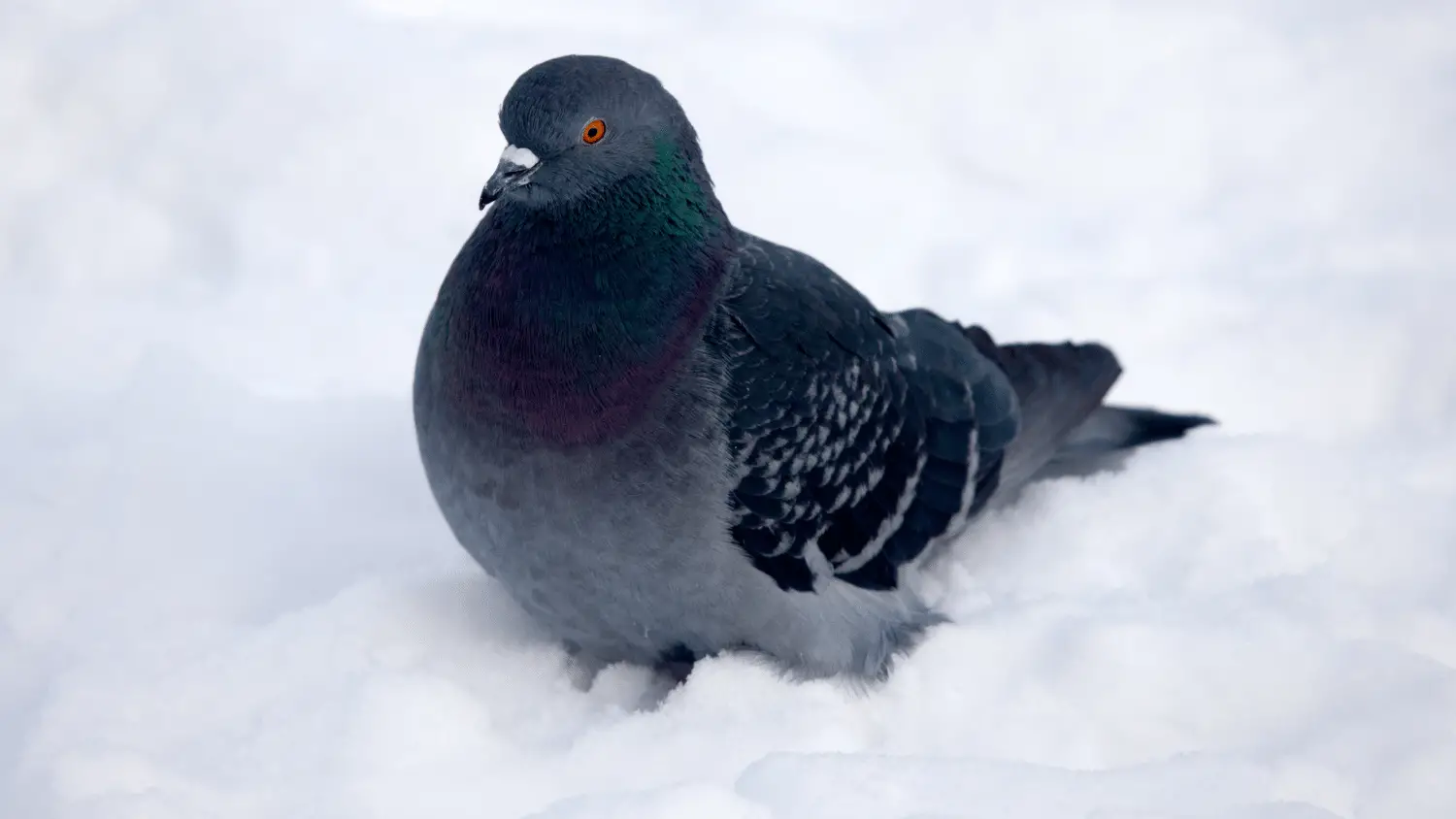 What do Pigeons Eat in the Winter
