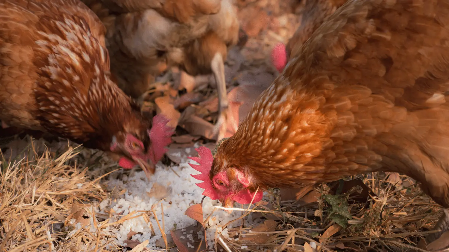 What to Feed Chickens for Protein