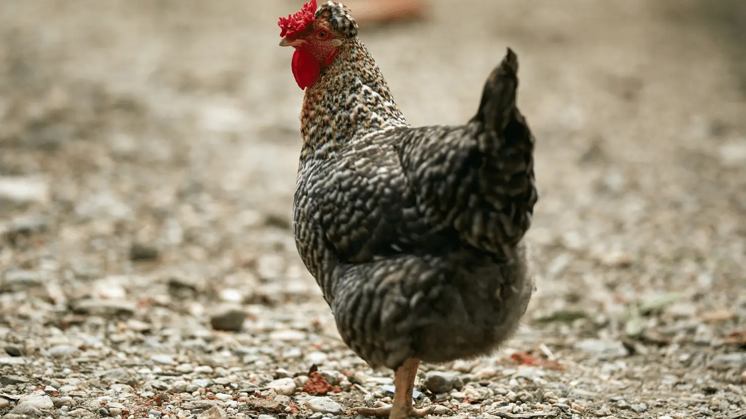 What to Feed Chickens to Fatten them up