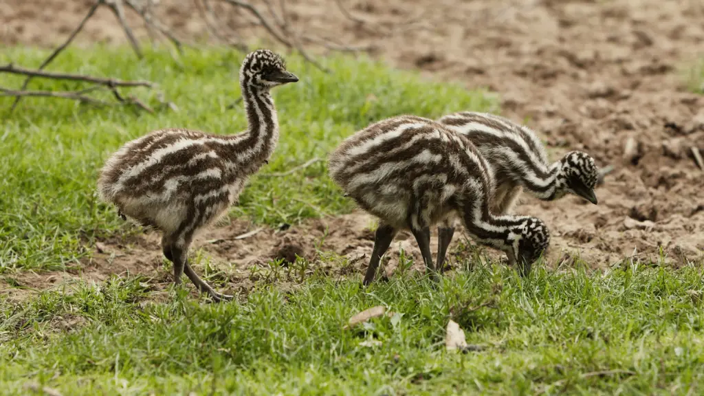 What to Feed Emu Chicks