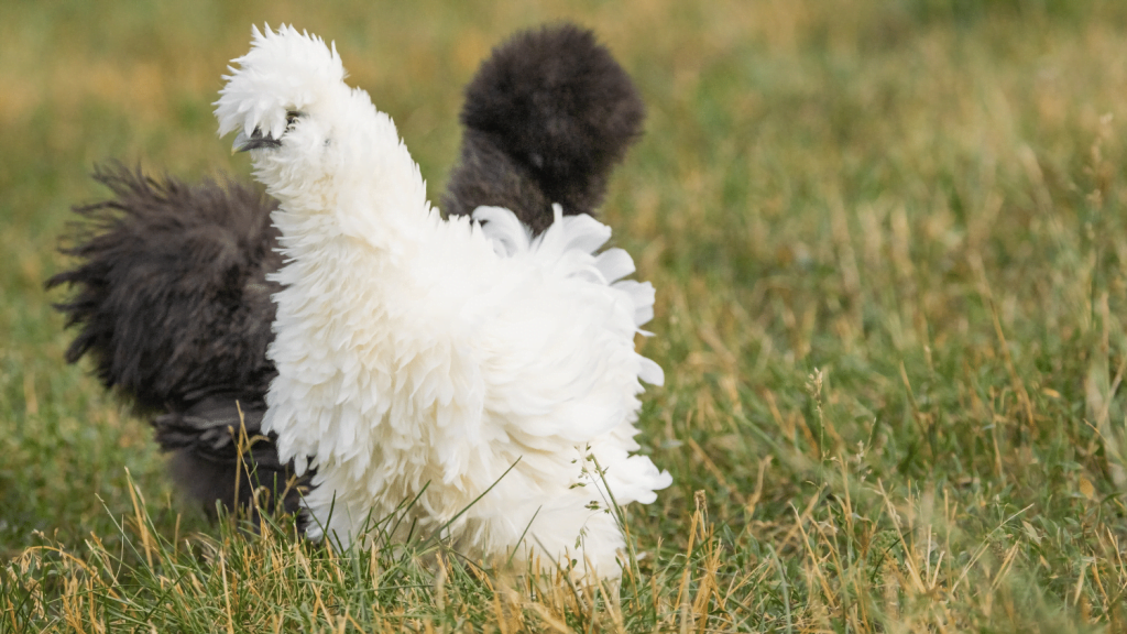 What to Feed Silkie Chickens