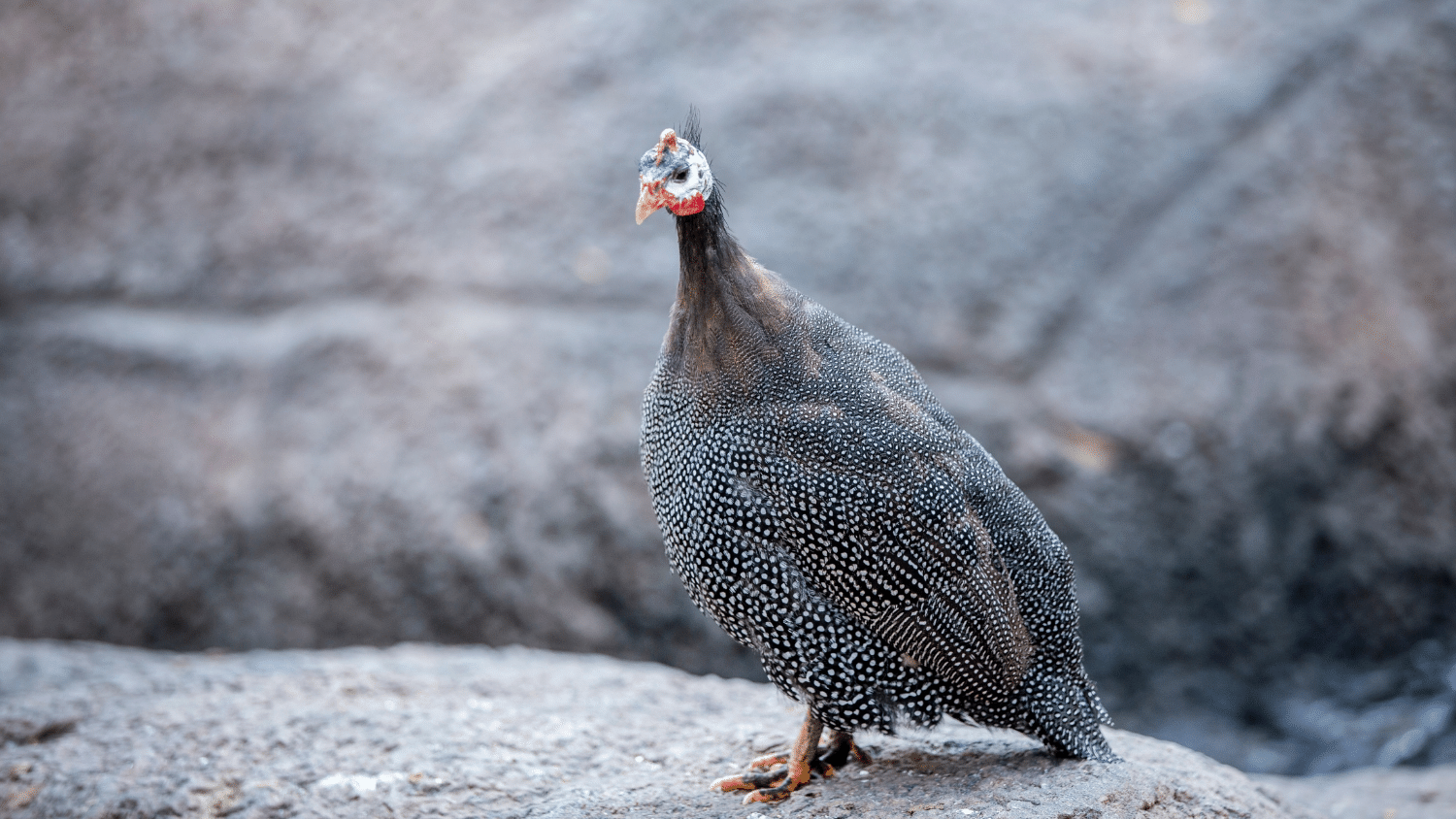 What to feed Guinea Hens