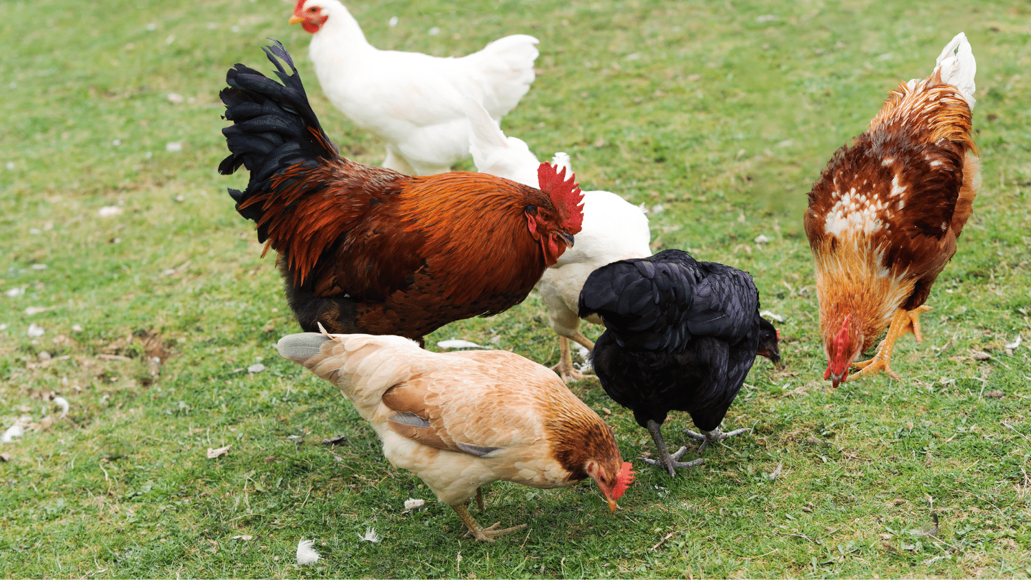 what-do-chickens-eat-naturally-it-may-shock-yoiu-the-poultry-feed