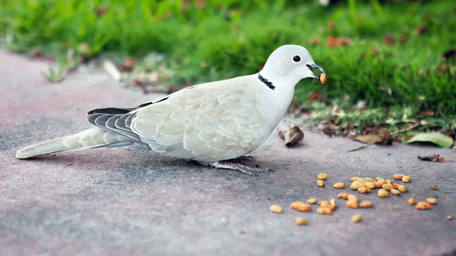 What do White Doves Eat