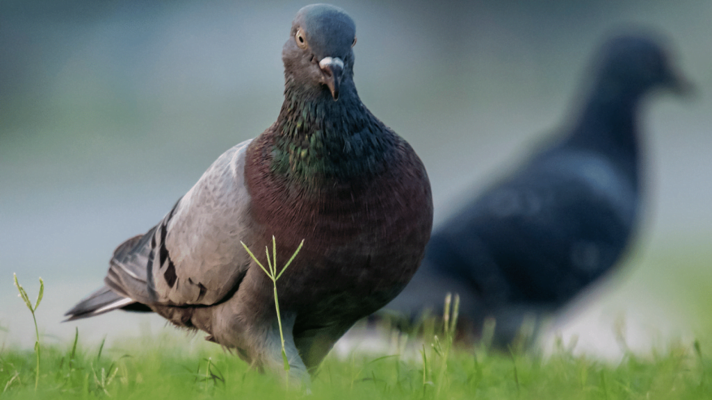 What do pigeons eat in the wild The Poultry Feed