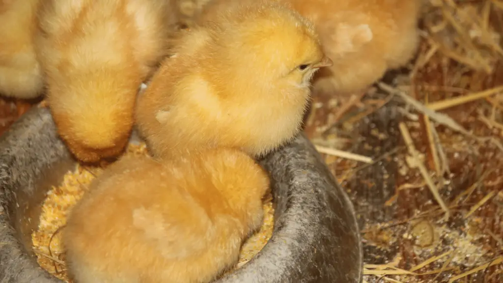 What to Feed Newborn Chicks