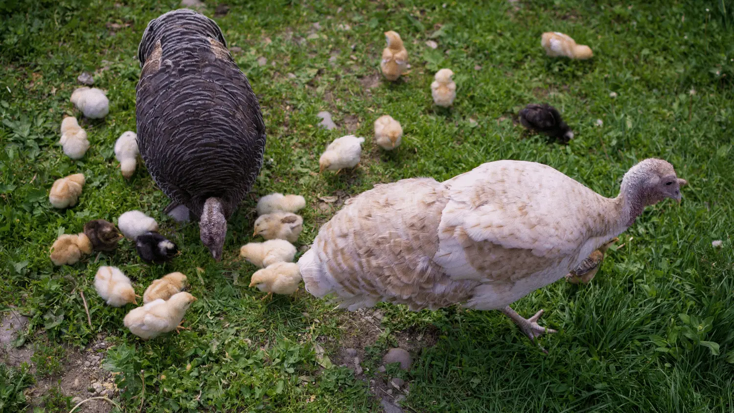 What to Feed Turkey Chicks