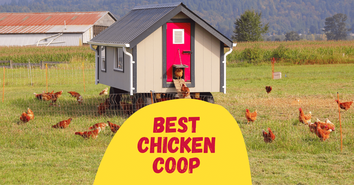 6 Best Chicken Coop Reviews [Buying Guide 2023] The Poultry Feed