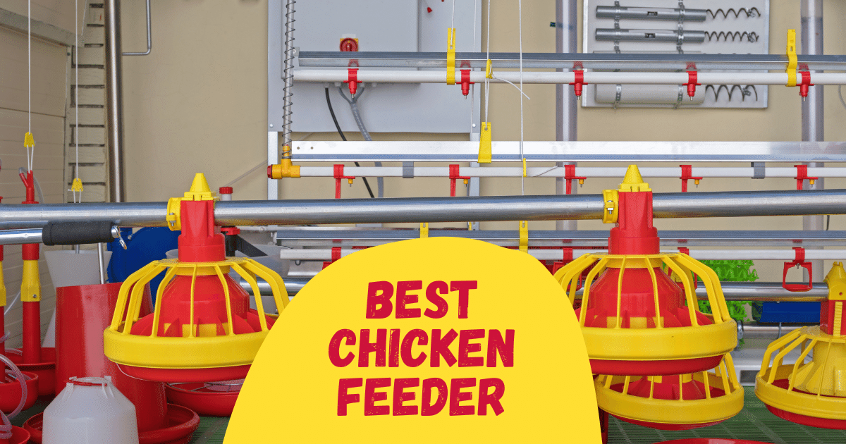6 Best Chicken Feeder in 2023 [Reviewed] The Poultry Feed