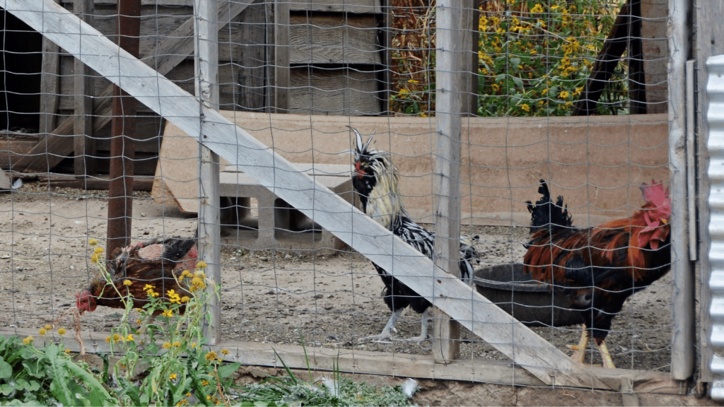 How to keep pests out of chicken coop