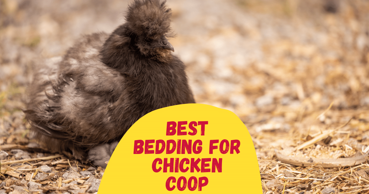 5-best-bedding-for-chicken-coop-in-2023-the-poultry-feed