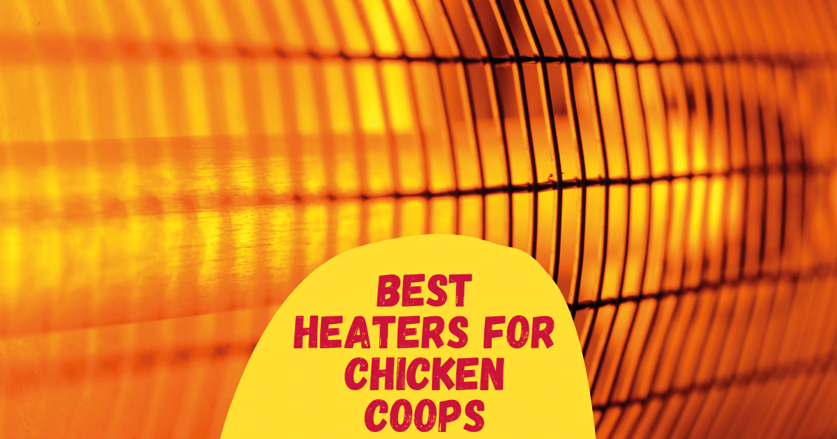 6 Best Heaters for Chicken Coops in 2024 The Poultry Feed