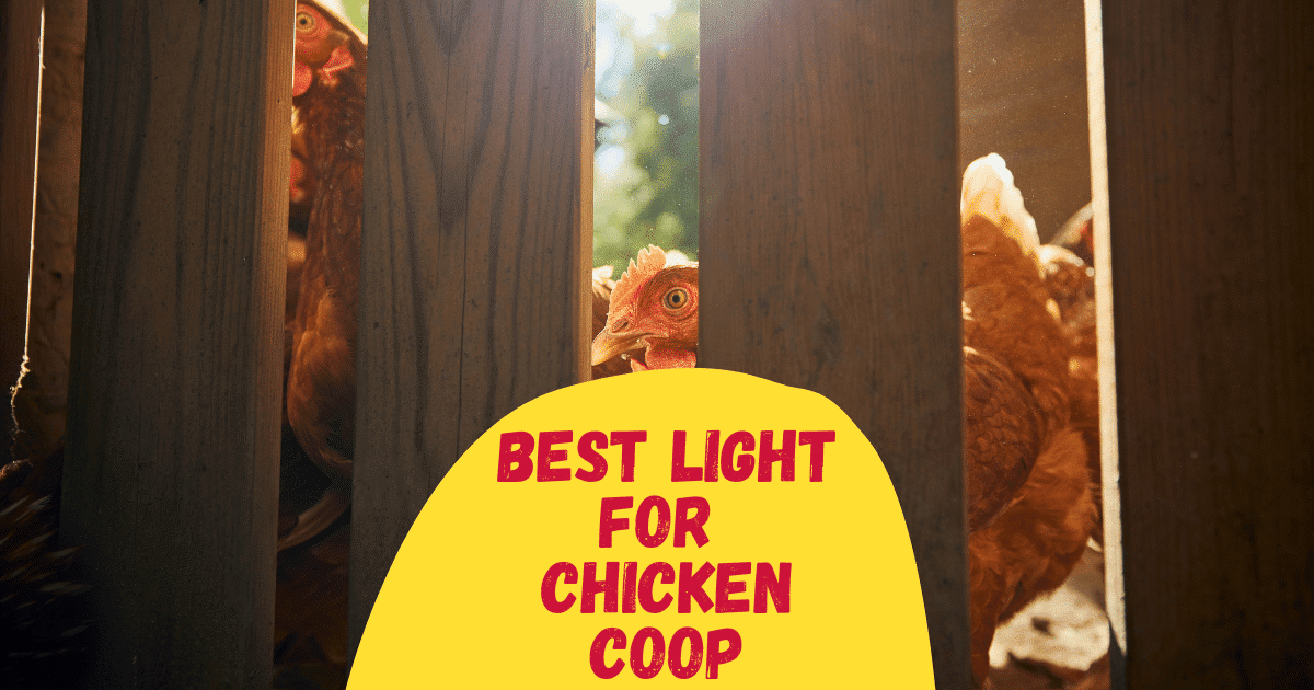 8 Best Light for Chicken Coop in 2024 The Poultry Feed